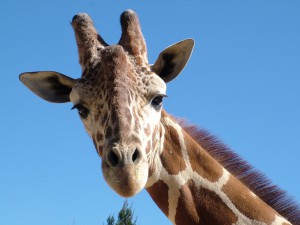 Die Giraffe hat von allen Säugetieren das größte Herz. Deshalb ist sie das Symbol für die "Sprache des Herzens", wie die Gewaltfreie Kommunikation auch genannt wir. 