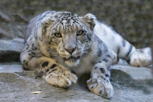 snow-leopard-1006542__340